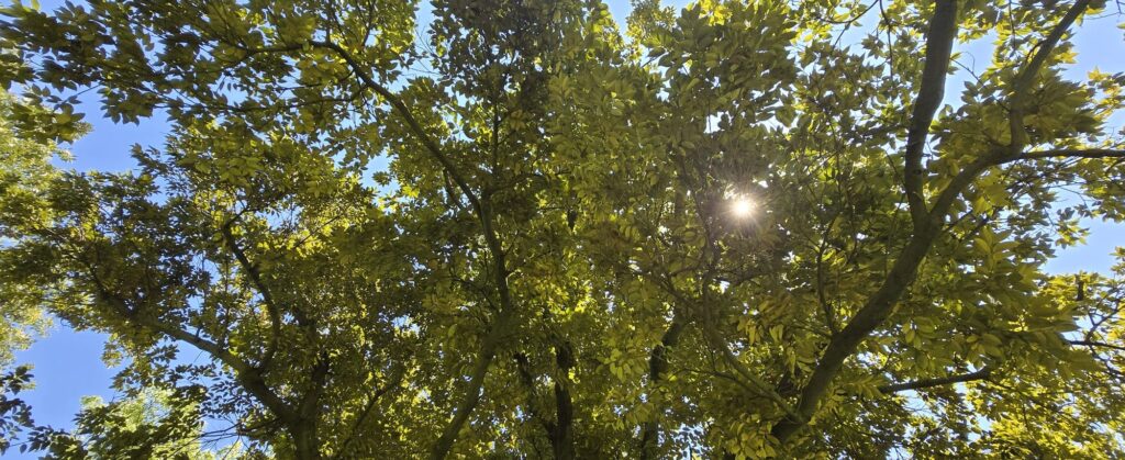 Trees