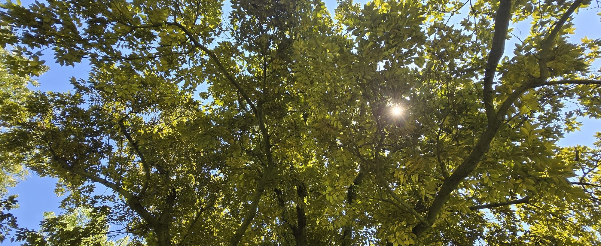 Trees