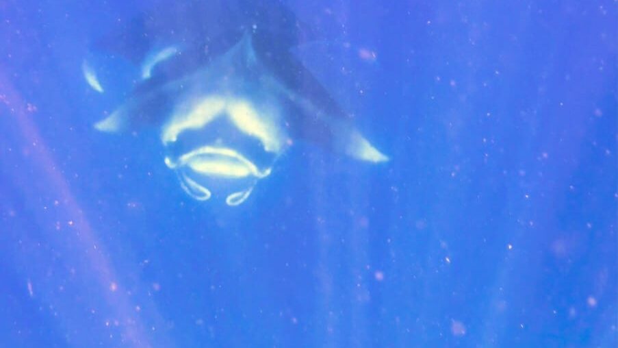 Diver reaching out to manta ray, another manta ray is faded in the background