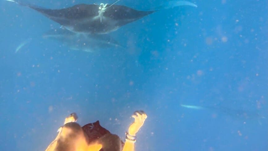 Person swimming next to two manta rays